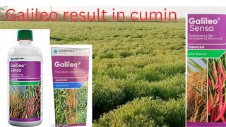 Galileo fungicide corteva picoxystrobin corteva galileo for cumin #Dupont #corteva #galileo #fmc