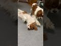 キャバリアの親子　ハムちゃんとカルーア　2021.8.1 cavalier king charles spaniel