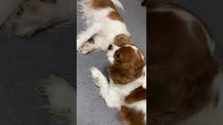 キャバリアの親子　ハムちゃんとカルーア　2021.8.1 Cavalier King Charles Spaniel