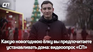 Какую новогоднюю ёлку вы предпочитаете устанавливать дома: видеоопрос «СП»