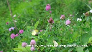 モンキチョウの求愛飛翔　Courtship flight of Colias erate