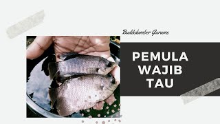 5 Poin Penting...!! Budidaya Gurame Dalam Ember Tanpa Aerator