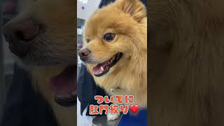 寒天ダイエット成功🥰🫶15キロ〜14.5キロまで　デカポメ🐕