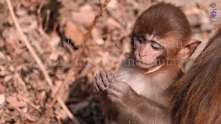 Affen im Kathmandu  / Monkey im Kathmandu