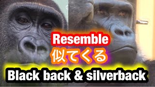 Gentaro starts to look like Dad Momotaro 🌸ゲンタロウが父モモタロウに似てきた🌸Gorilla ゴリラ/京都市動物園