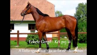 Fekete Gergő - Két pej ló