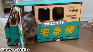 クロネコヤマトのダンボールトラックを作って猫と遊んでみた♪【ミヌエット】 #minuetcat