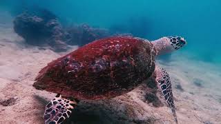 Diving at Koh Rin Pattaya Fari Islands Thailand