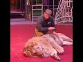 Nothing fancy, just a lion being massaged