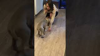 This 8 Week Old Weimaraner Is So Clever!!!