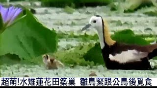 【★超萌!!★水雉蓮花田築巢 雛鳥緊跟公鳥覓食】