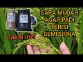 cara supaya bulir padi bernas dan berbobot // 3 nutrisi agar bulir padi maksimal pengisian nya