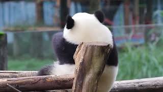 🐼大家快来看看把腰扭成这样的小熊精是谁?🤩Guess which super cute panda is twisting like that?