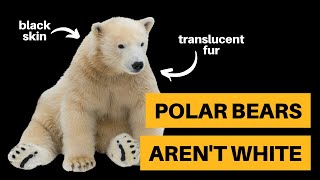 Here's Why Polar Bears Aren't White [+ Other Questions]