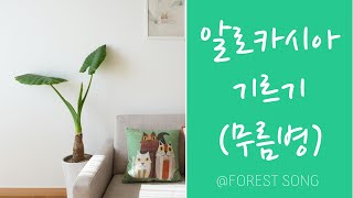 반려식물로 알로카시아 기르기 (무름병 처치법!)