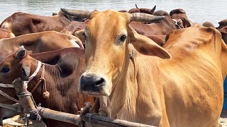 cow unloading, cow videos, cow video, big cow, goru hamba cow, Ep - 413