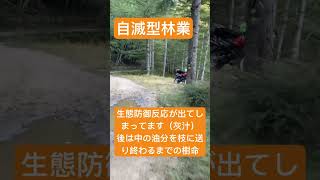 自滅型林業の見方。唐松 #林業