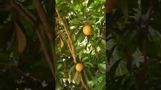 sapota #shorts #youtubeshorts #sapota #fruits