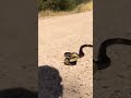 deadly snake in the world l black mamba snake