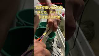 イカスミの取り外し方。フォーセップ【つり具のまるきん】