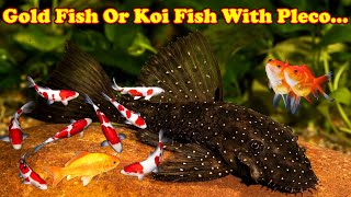 இந்த 3 மீன் Gold Or Koi Fish WIth Pleco ( Tank cleaner )...சேர்த்து போடலாமா... / Fish Aquarium Tamil