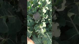 【家庭菜園ショート34】大寒の翌日にブロッコリーを収穫するだけの動画｜A video of harvesting broccoli on the cold weather day #shorts