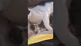 Mama cat and her kitten settling in for a nap #cute #kitten #cat #kittens #sweet #cats