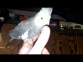 My pet cockatil :)