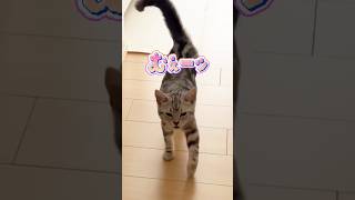 声震わせながら登場する子猫のお出迎えが可愛すぎた🥺💕　　#shorts #お出迎え猫