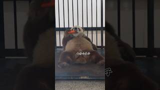 七仔：心爱的胡萝卜已经在等我啦 #panda #cute #大熊猫 #国宝大熊猫     #陕西秦岭棕色大熊猫七仔