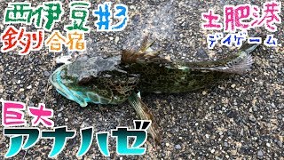 西伊豆釣り合宿 #3土肥港でライトゲーム！アナハゼとカサゴ！