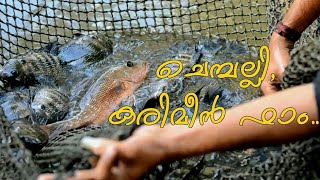 ചെമ്പല്ലി, കരിമീൻ  ഫാം കാണാം |fish farm in calicut kadalundi