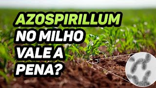 AZOSPIRILLUM NO MILHO VALE A PENA?