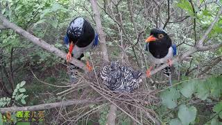 The four birds are obviously different from the red billed blue magpie when they grow up. 4只小鸟确认是杜鹃鸟