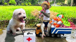 Doctor Monkey Bim Bim Cure the dog Amee who was in an accident
