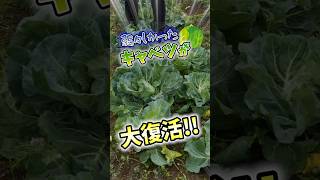 家庭菜園や農園の春キャベツ栽培で収穫の秘訣！冬越しキャベツの収穫ポイントとキャベツの育て方！【農家直伝】#shorts