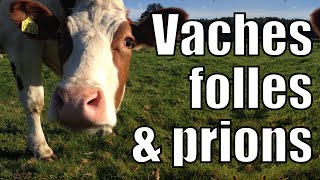 Vache folle \u0026 Prions