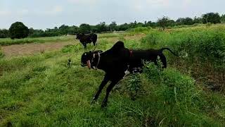 Deoni bull dancing in field @ Nilanga best deoni bull breed