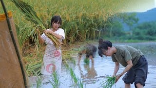 月儿圆圆，稻米飘香，正逢农家收谷忙Full Moon, Fragrance of Ripe Rice, Farmers Busy Harvesting Crops | Liziqi Channel