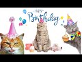 Happy Birthday Song 🎉🎉 From Funny Cats