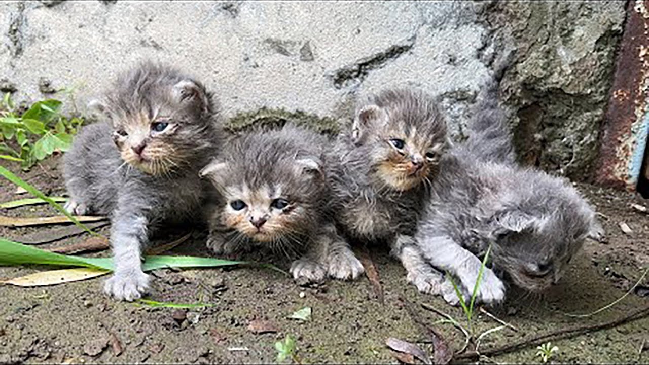 Rescue Kittens Crying For Mother Cat Nearby An Abandoned Building! TM ...