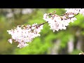 桜　ソメイヨシノと雨　福岡県嘉麻市稲築公園　撮影　2020年3月28日