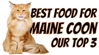 Our Top 3 Best Food for Maine Coon Cats | Honest reviews