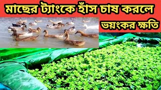 ট্যাংকে কেন মাছের সাথে হাঁস পালন করা যাবে না, fish farming business.