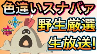 【ポケモン剣盾】初見さん大歓迎‼野生の色違いスナバァ厳選生放送♬