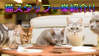 猫スタッフ一挙紹介！猫カフェにあにゃあ本店