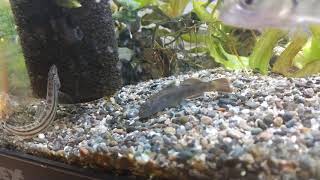 トウヨシノボリ （Rhinogobius sp. OR ）