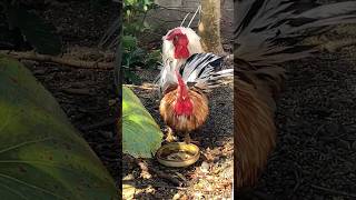 水が飲みたいにわとり　Rooster wanting to drink water#ニワトリ #backyardchickens #ペット #youtubeshorts