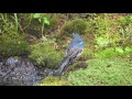 奥庭自然公園のルリビタキ（雄）の水浴び 　その３１（4k60p動画）