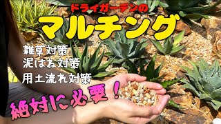 【ドライガーデンのマルチング】地植え育成のアガベにとってもマルチングは必須とも言えるほどメリットだらけなんです‼︎